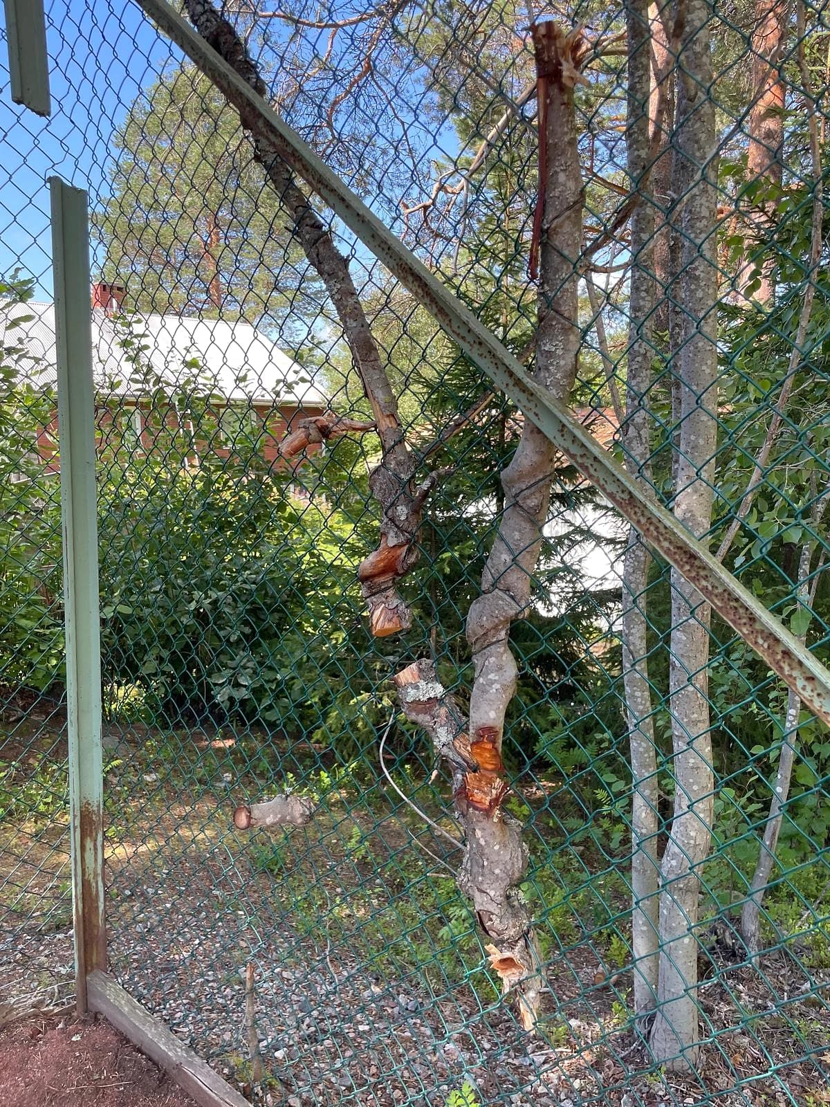 Beskuret träd som vuxit genom nätstängslet runt grusbanan